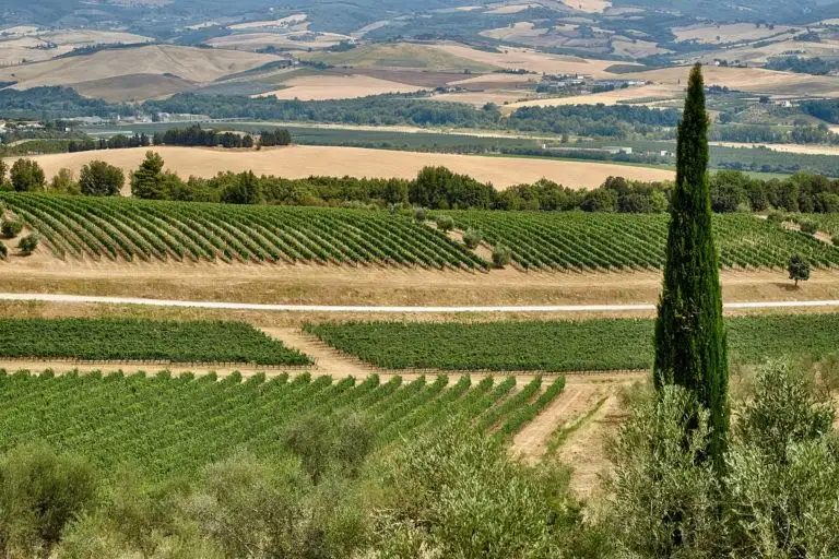 castello di banfi wedding elopement
