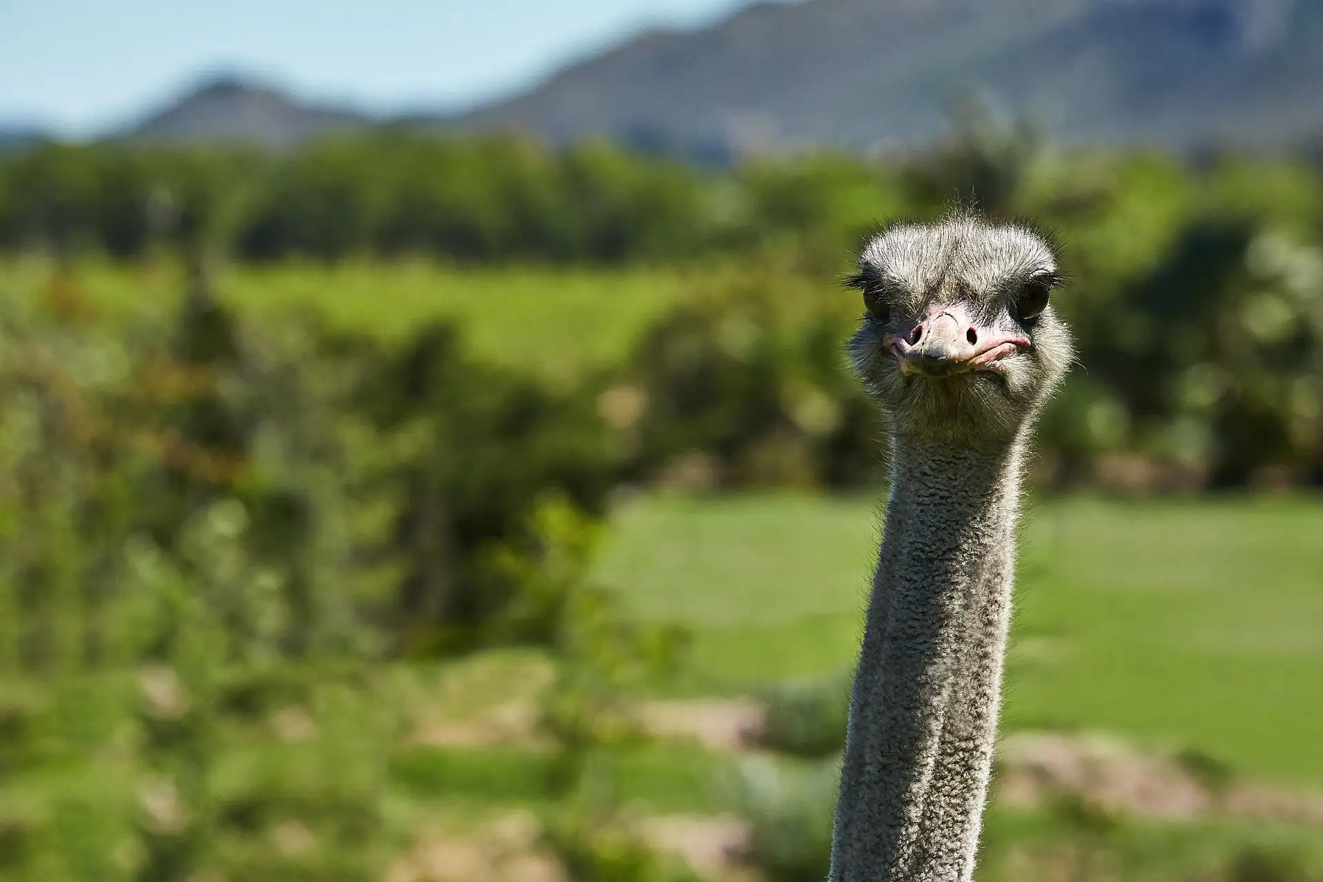 val de vie wedding south africa