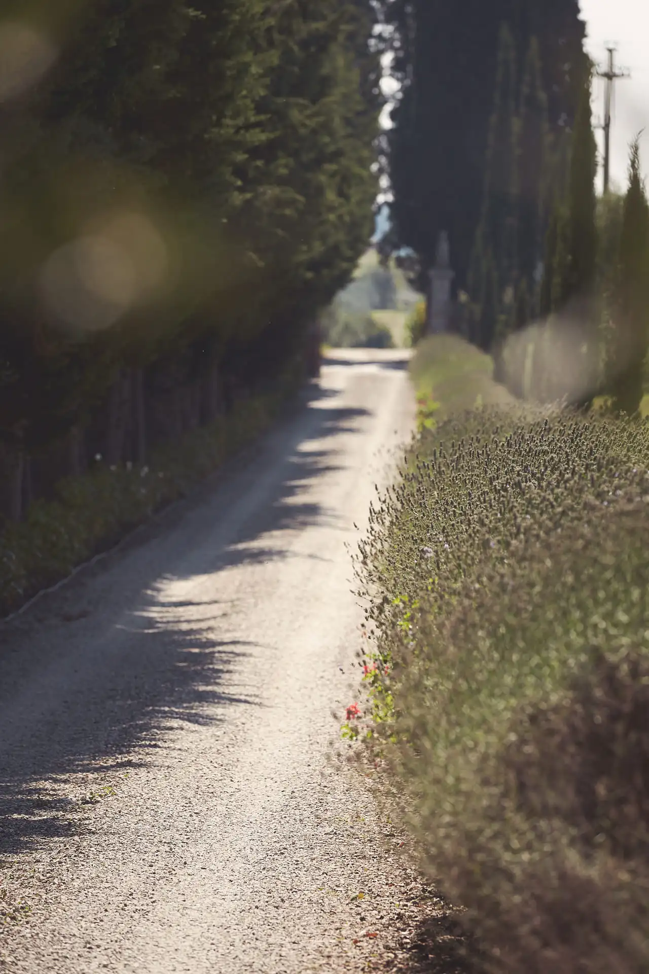 villa mangiacane wedding shoot