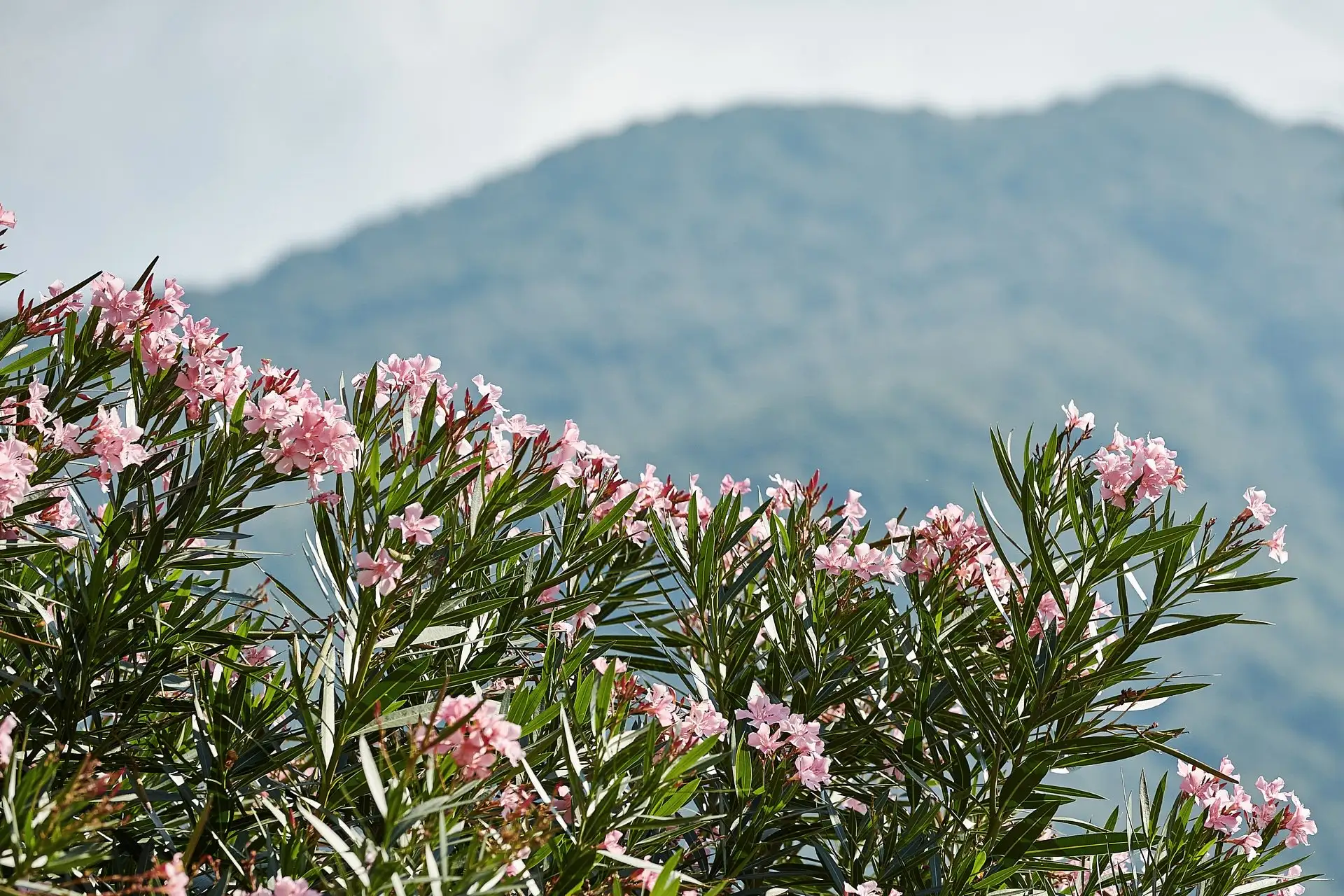 villa regina teodolinda wedding