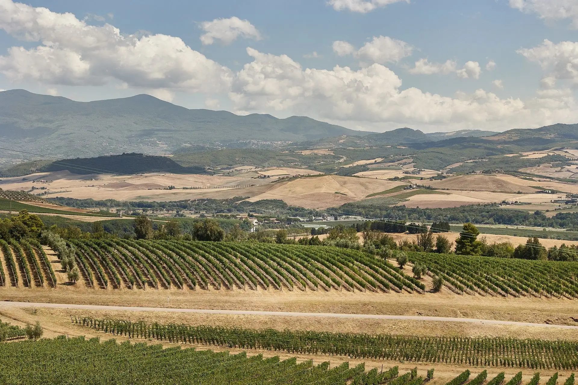 intimate vineyard elopement
