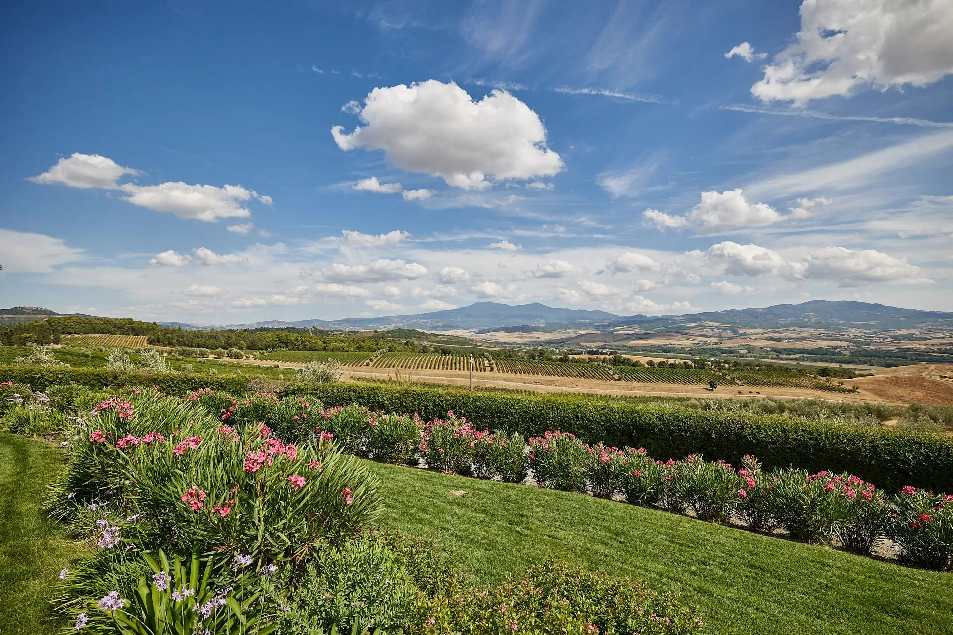 intimate vineyard elopement